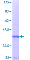 GEMIN7 Protein - 12.5% SDS-PAGE Stained with Coomassie Blue.