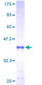 GFER Protein - 12.5% SDS-PAGE of human GFER stained with Coomassie Blue
