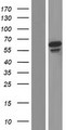 GFM2 Protein - Western validation with an anti-DDK antibody * L: Control HEK293 lysate R: Over-expression lysate