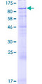 GFM2 Protein - 12.5% SDS-PAGE of human GFM2 stained with Coomassie Blue