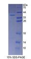 GGPS1 Protein - Recombinant  Geranylgeranyl Diphosphate Synthase 1 By SDS-PAGE