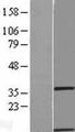 GIMAP1 Protein - Western validation with an anti-DDK antibody * L: Control HEK293 lysate R: Over-expression lysate