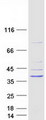 GIMAP1 Protein - Purified recombinant protein GIMAP1 was analyzed by SDS-PAGE gel and Coomassie Blue Staining