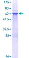 GIMAP7 Protein - 12.5% SDS-PAGE of human GIMAP7 stained with Coomassie Blue