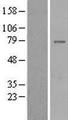 GIMAP8 Protein - Western validation with an anti-DDK antibody * L: Control HEK293 lysate R: Over-expression lysate