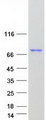 GIMAP8 Protein - Purified recombinant protein GIMAP8 was analyzed by SDS-PAGE gel and Coomassie Blue Staining
