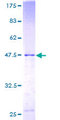 GINS3 Protein - 12.5% SDS-PAGE of human FLJ13912 stained with Coomassie Blue