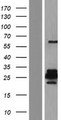 GJA10 / CX62 / Connexin 62 Protein - Western validation with an anti-DDK antibody * L: Control HEK293 lysate R: Over-expression lysate