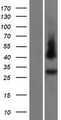 GJC3 / GJE1 Protein - Western validation with an anti-DDK antibody * L: Control HEK293 lysate R: Over-expression lysate
