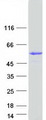 GK5 Protein - Purified recombinant protein GK5 was analyzed by SDS-PAGE gel and Coomassie Blue Staining