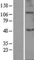 GLCT2 / B3GALT2 Protein - Western validation with an anti-DDK antibody * L: Control HEK293 lysate R: Over-expression lysate