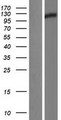 GLDC Protein - Western validation with an anti-DDK antibody * L: Control HEK293 lysate R: Over-expression lysate