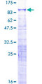 GLTSCR2 Protein - 12.5% SDS-PAGE of human GLTSCR2 stained with Coomassie Blue