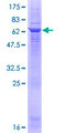 GLYATL1 Protein - 12.5% SDS-PAGE of human GLYATL1 stained with Coomassie Blue