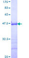 GMEB1 Protein - 12.5% SDS-PAGE Stained with Coomassie Blue.