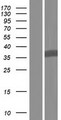 GNB1L / FKSG1 Protein - Western validation with an anti-DDK antibody * L: Control HEK293 lysate R: Over-expression lysate