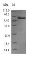 GNB1L / FKSG1 Protein - (Tris-Glycine gel) Discontinuous SDS-PAGE (reduced) with 5% enrichment gel and 15% separation gel.