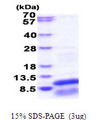 GNG13 Protein