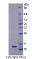 GNG2 Protein - Recombinant G Protein Gamma 2 (GNg2) by SDS-PAGE