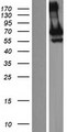 GNL3L Protein - Western validation with an anti-DDK antibody * L: Control HEK293 lysate R: Over-expression lysate