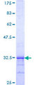 GnRH-II-R / GNRHR2 Protein - 12.5% SDS-PAGE Stained with Coomassie Blue.