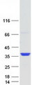 GOLPH3L Protein - Purified recombinant protein GOLPH3L was analyzed by SDS-PAGE gel and Coomassie Blue Staining
