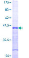 GORASP1 / GRASP65 Protein - 12.5% SDS-PAGE Stained with Coomassie Blue.