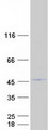 GPANK1 / G5 Protein - Purified recombinant protein GPANK1 was analyzed by SDS-PAGE gel and Coomassie Blue Staining