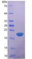 GPC1 / Glypican Protein - Recombinant Glypican 1 By SDS-PAGE