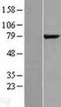 GPCPD1 Protein - Western validation with an anti-DDK antibody * L: Control HEK293 lysate R: Over-expression lysate