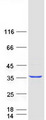 GPN2 Protein - Purified recombinant protein GPN2 was analyzed by SDS-PAGE gel and Coomassie Blue Staining