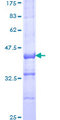 GPR135 Protein - 12.5% SDS-PAGE Stained with Coomassie Blue.