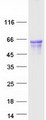 GPR141 Protein - Purified recombinant protein GPR141 was analyzed by SDS-PAGE gel and Coomassie Blue Staining