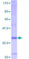 GPR157 Protein - 12.5% SDS-PAGE of human GPR157 stained with Coomassie Blue