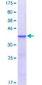 GPS1 / CSN1 Protein - 12.5% SDS-PAGE Stained with Coomassie Blue.