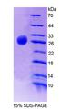 GPS1 / CSN1 Protein - Recombinant  Casein Alpha By SDS-PAGE