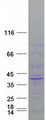 GPS2 Protein - Purified recombinant protein GPS2 was analyzed by SDS-PAGE gel and Coomassie Blue Staining