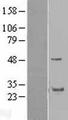 GRAP Protein - Western validation with an anti-DDK antibody * L: Control HEK293 lysate R: Over-expression lysate