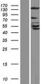 GRID2IP Protein - Western validation with an anti-DDK antibody * L: Control HEK293 lysate R: Over-expression lysate