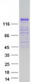 GRID2IP Protein - Purified recombinant protein GRID2IP was analyzed by SDS-PAGE gel and Coomassie Blue Staining