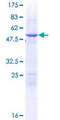GRPEL1 Protein - 12.5% SDS-PAGE of human GRPEL1 stained with Coomassie Blue