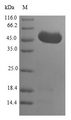 GRPEL1 Protein - (Tris-Glycine gel) Discontinuous SDS-PAGE (reduced) with 5% enrichment gel and 15% separation gel.