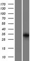 GRXCR1 Protein - Western validation with an anti-DDK antibody * L: Control HEK293 lysate R: Over-expression lysate