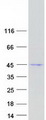 GSDMB / Gasdermin-Like Protein - Purified recombinant protein GSDMB was analyzed by SDS-PAGE gel and Coomassie Blue Staining