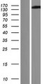 GSE1 / KIAA0182 Protein - Western validation with an anti-DDK antibody * L: Control HEK293 lysate R: Over-expression lysate