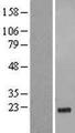 GSG1L Protein - Western validation with an anti-DDK antibody * L: Control HEK293 lysate R: Over-expression lysate
