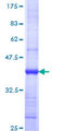 GSPT1 Protein - 12.5% SDS-PAGE Stained with Coomassie Blue.