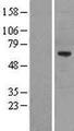 GTF2A1L / ALF Protein - Western validation with an anti-DDK antibody * L: Control HEK293 lysate R: Over-expression lysate