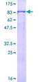GTF2A1L / ALF Protein - 12.5% SDS-PAGE of human ALF stained with Coomassie Blue