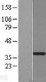 GTF2H3 Protein - Western validation with an anti-DDK antibody * L: Control HEK293 lysate R: Over-expression lysate